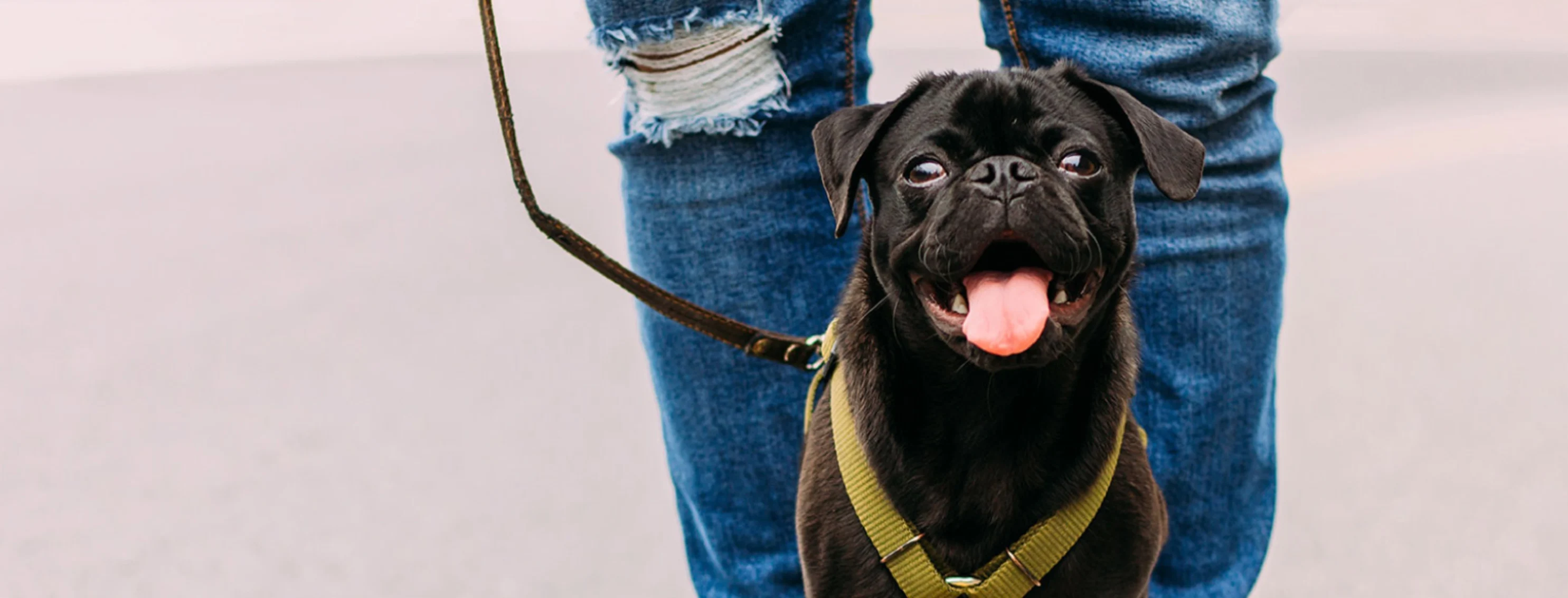 Dog walking with Man